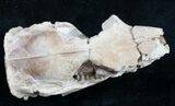 Oligocene Squirrel-Like Mammal (Ischyromys) Skull #9850-3
